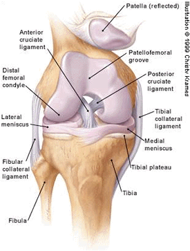 Diagram of the knee joint